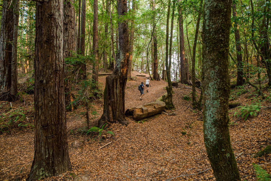 Hikers on a redwood trail carpeted in fallen leaves at Camp Navarro