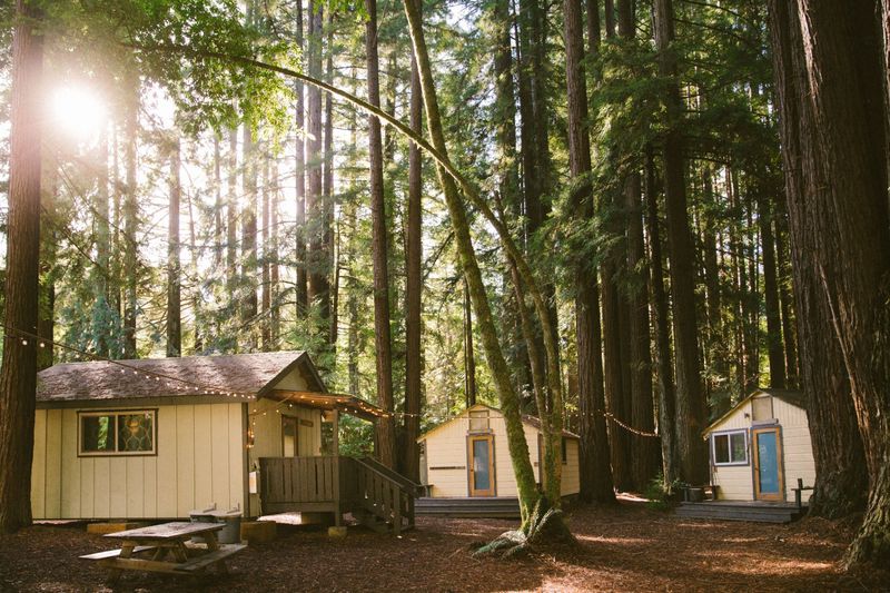 Cluster of rustic cabins under towering redwoods at Camp Navarro
